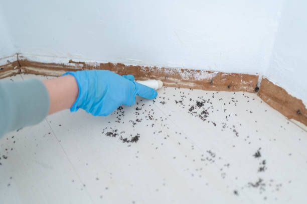 Best Wasp Removal Services  in Floris, VA
